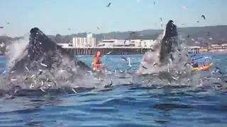 Un surfista sobrevive al ataque de una ballena tras ser golpeado y sumergido por ella
