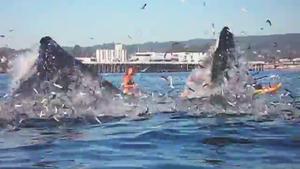 Una surfista a punto de ser engullida por una ballena