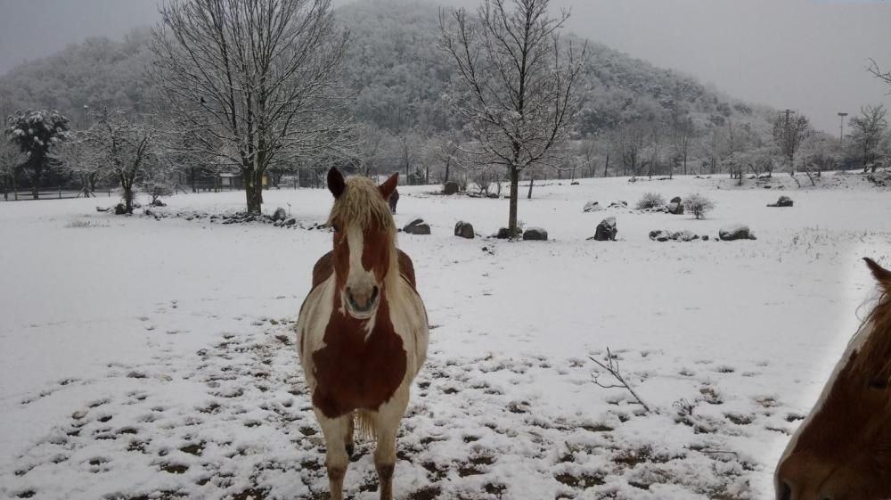 El dia després de la nevada a la Garrotxa, Ripollès i Cerdanya