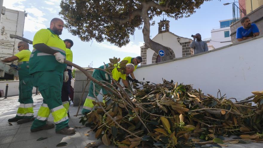 La presión vecinal frena la tala del ficus centenario de San Nicolás a la espera de un nuevo informe
