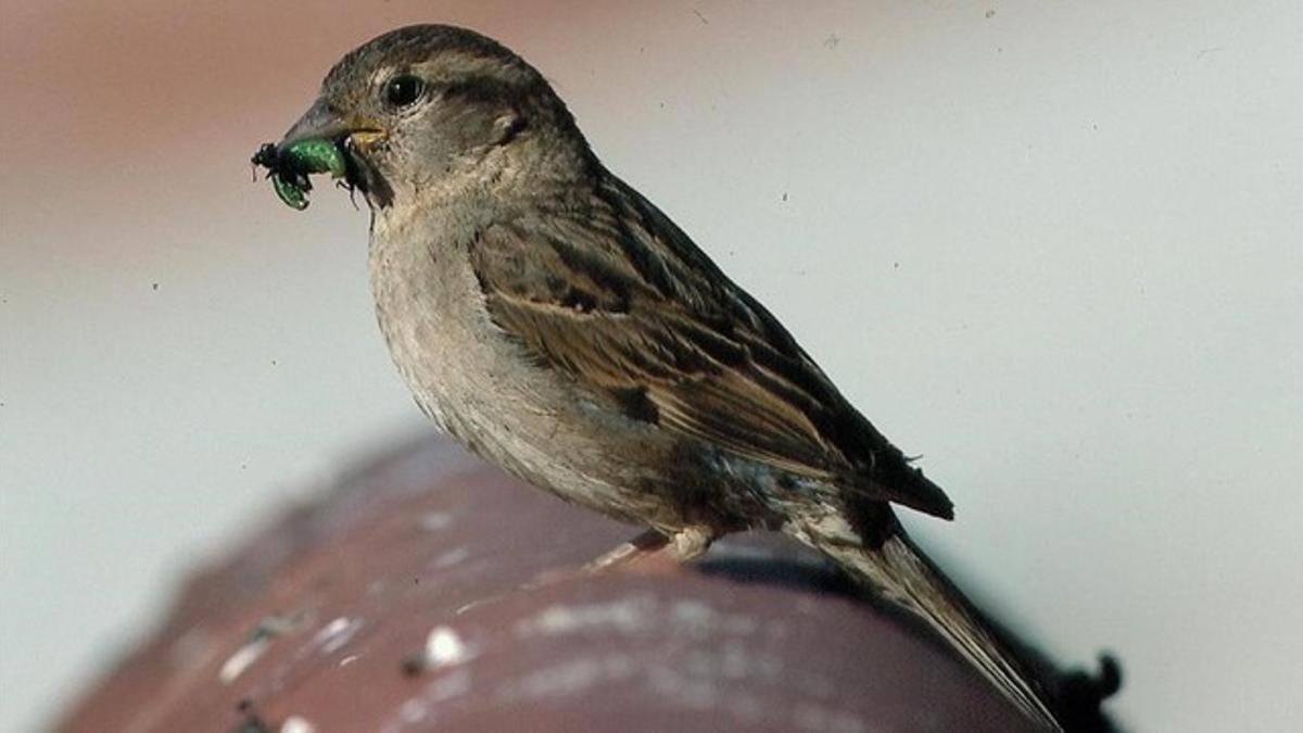 Ejemplar de gorrión común o 'Passer domesticus'