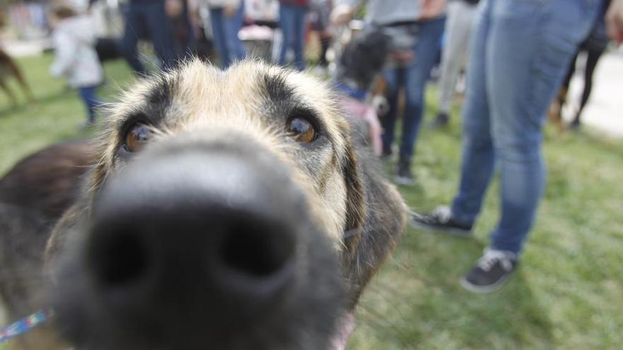 FaMas Fest en los Viveros