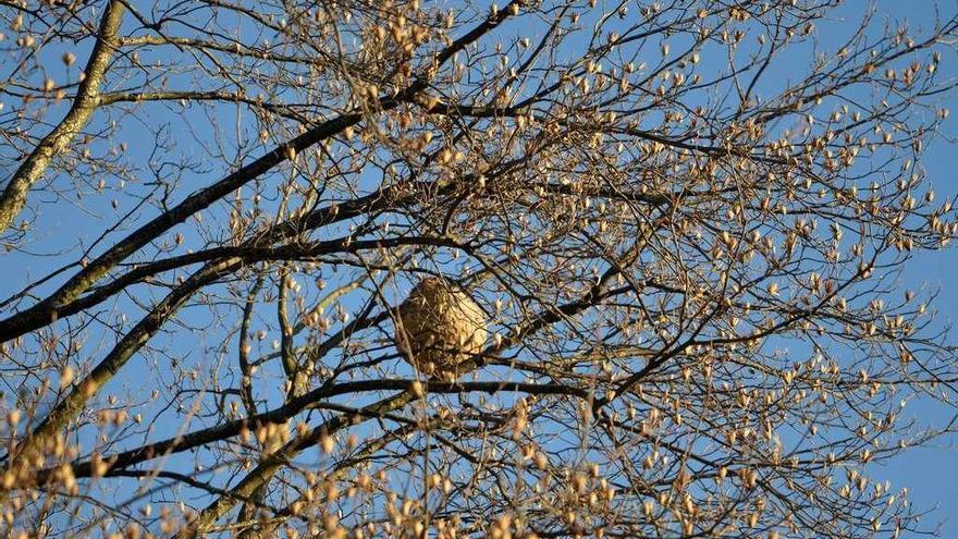 Imagen del nido detectado en la copa de un árbol en la senda fluvial del Gafos en Campolongo. // G. Santos