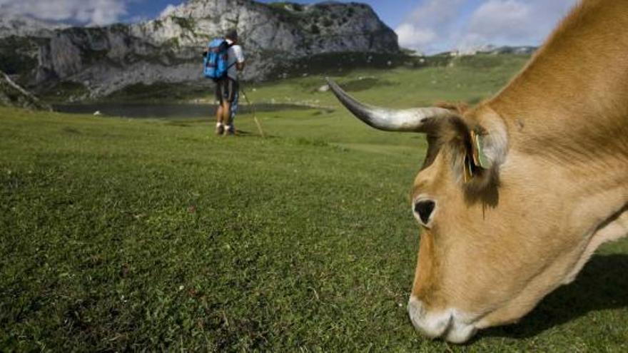 Lagos de Covadonga