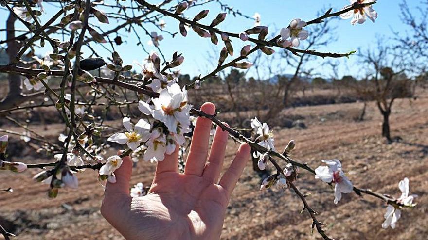 Los agricultores temen las floraciones tempranas por el riesgo de perder la cosecha con las heladas tardías. | ÁXEL ÁLVAREZ