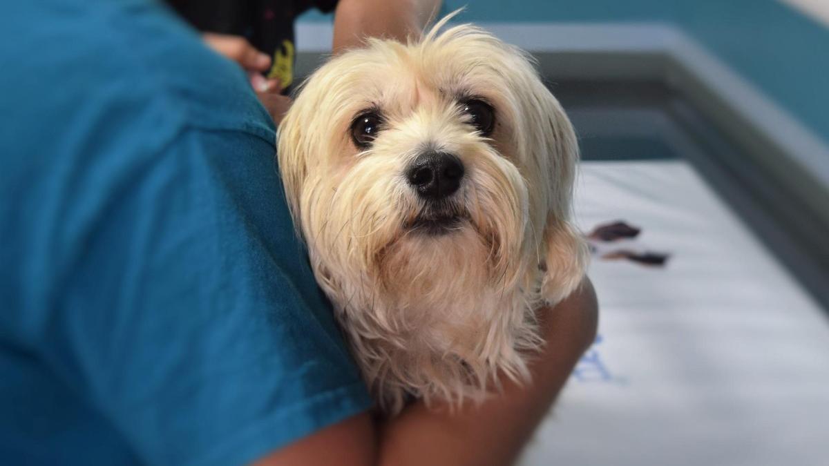 Un perro con un veterinario