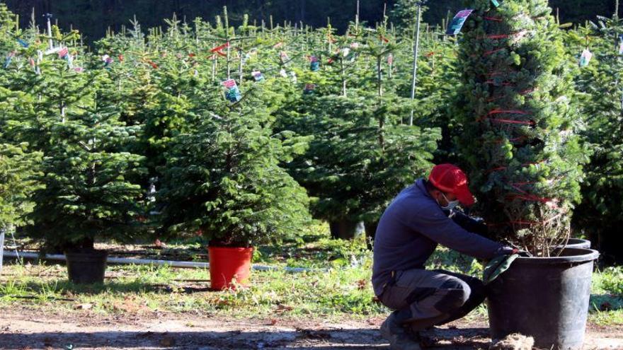 Un treballador d&#039;una finca on es cultiven arbres de Nadal preparant-los per ser comercialitzats |