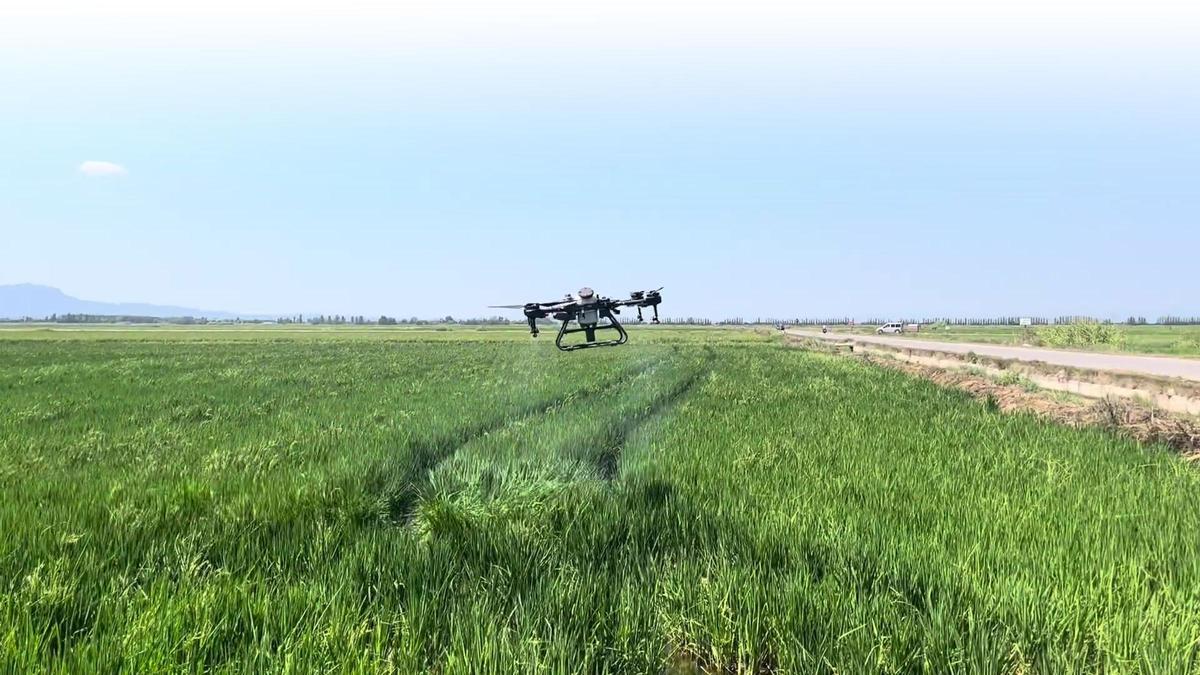 Un dron sobrevuela sobre un campo de arroz.