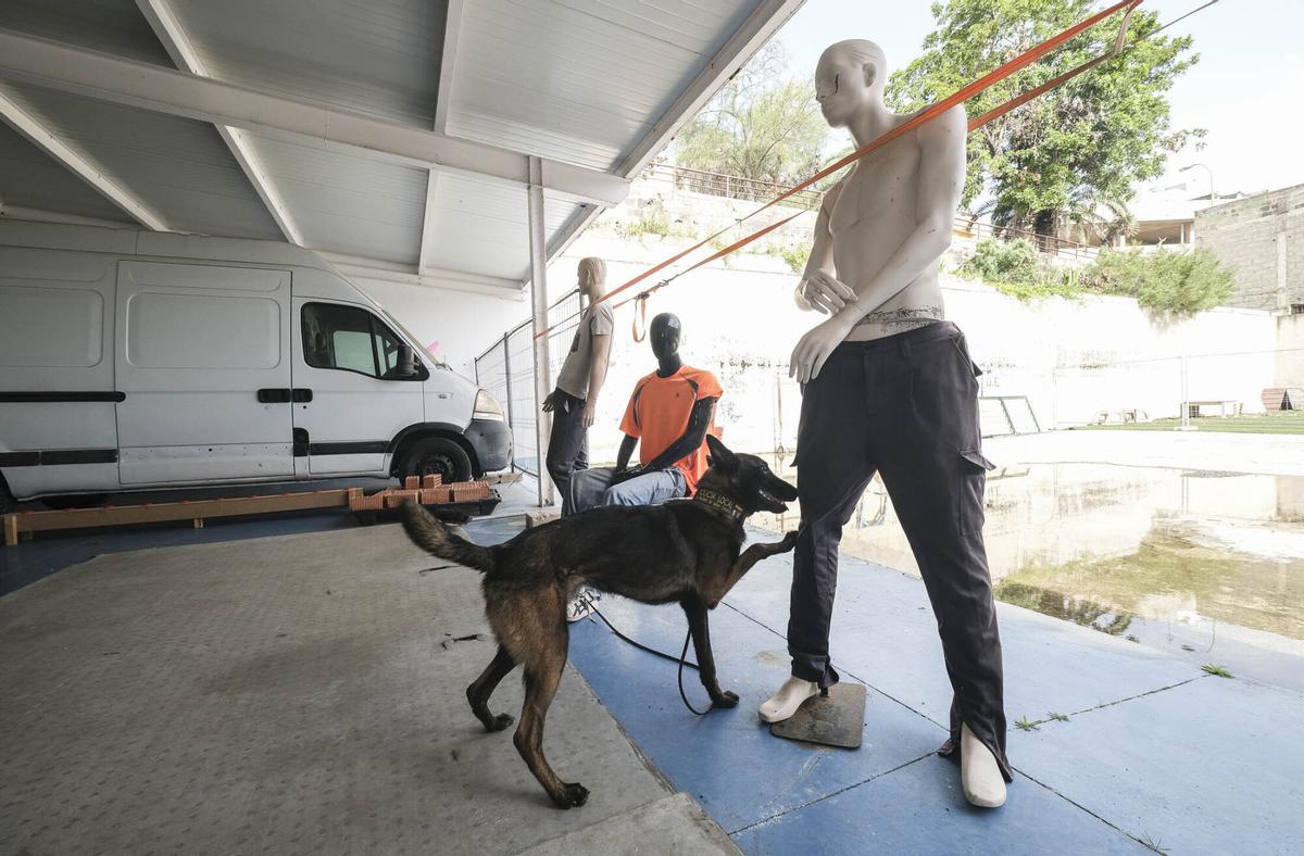 Los perros del Grupo de Guías Caninos (UCAPOL) de la Policía Local de Las Palmas de Gran Canaria, Cujo y Apolo