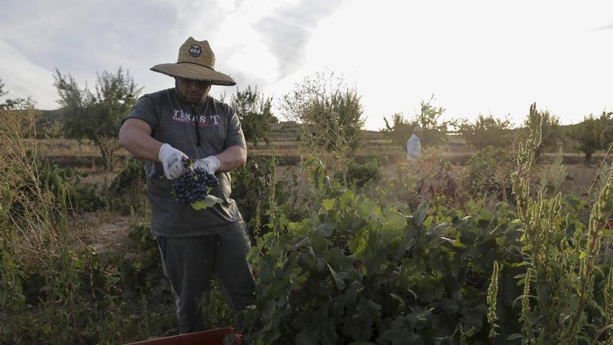 Miles de agricultores valencianos no tendrán que declarar las compensaciones del IVA como ingresos