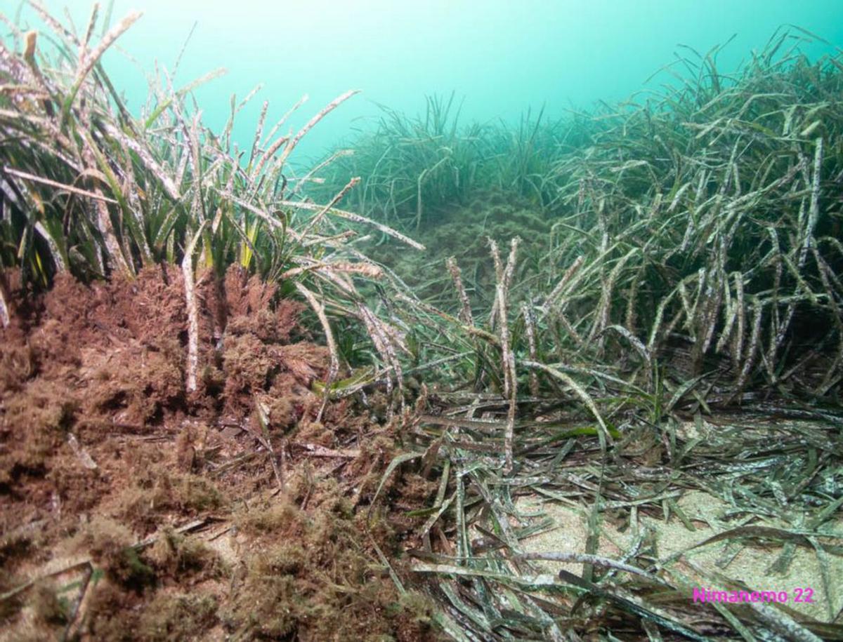 Pradera submarina en mal estado. | GOB