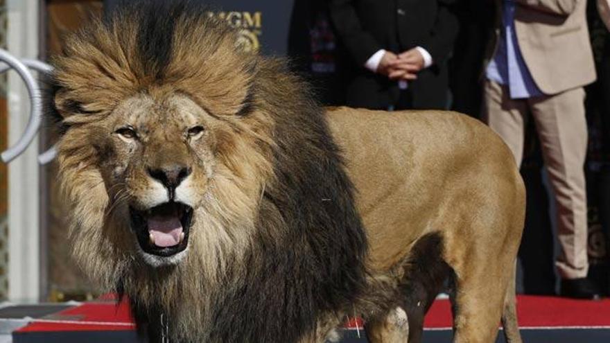 Leo, la mascota de la Metro Goldwyn Mayer