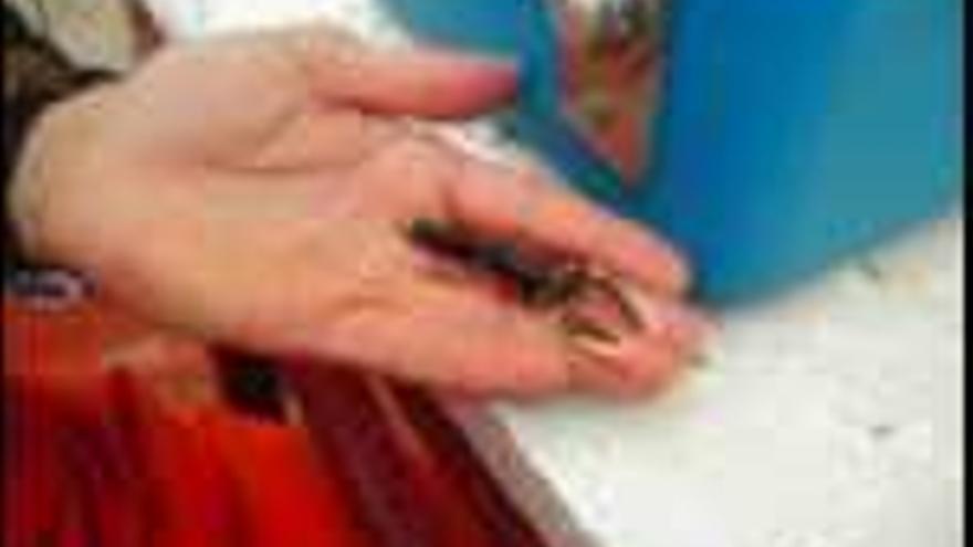 Los bogavantes que se soltarán esta semana miden entre 4 y 5 centímetros, como el que aparece en la foto. / igafa