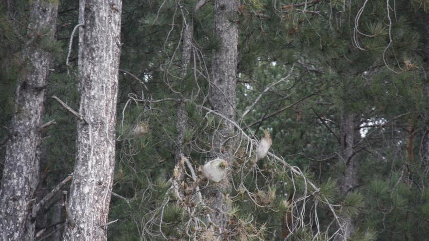 La processionària arriba als arbres del parc de l&#039;estany de Puigcerdà