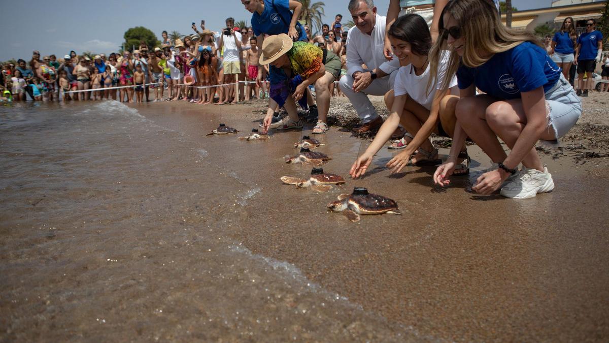 La Comunidad soltó el año pasado 20 tortugas bobas en su hábitat natural en Isla Plana.