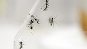 Imagen de varios mosquitos Aedes Aegypti en un laboratorio de San Juan de Puerto Rico.