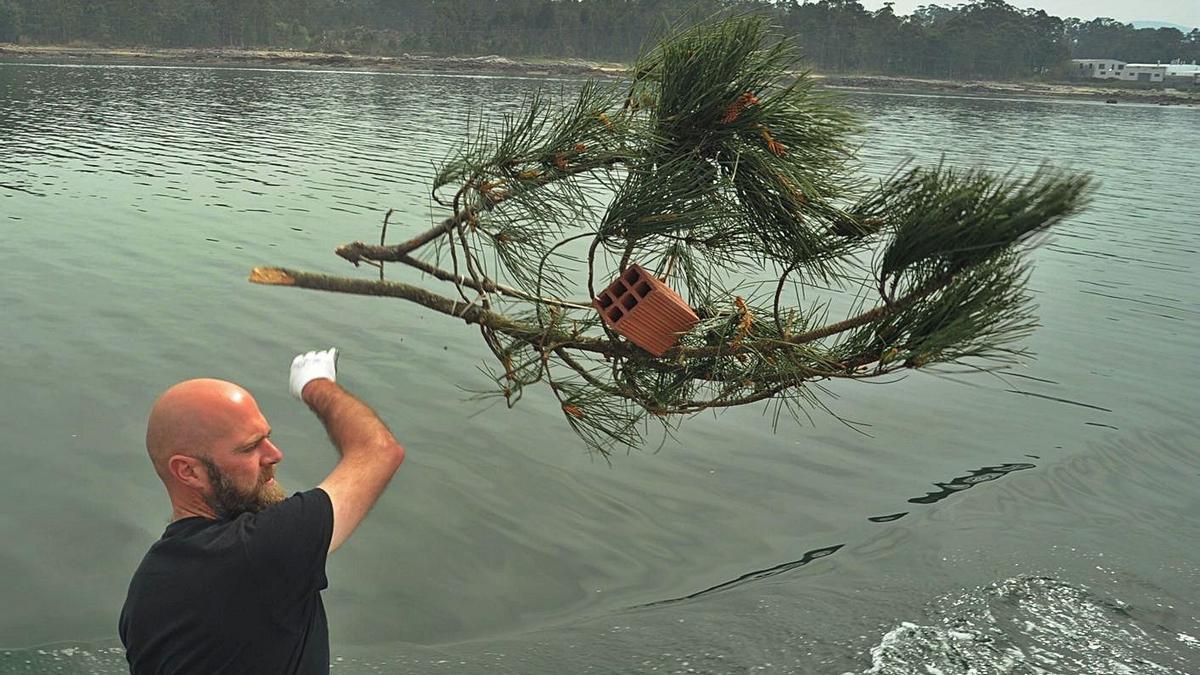 Lo marineros arrojan ramas de pino al agua para favorecer la cría del choco.