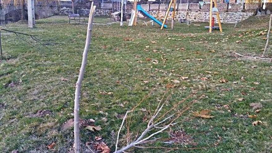 Algunos de los árboles cortados a golpes en el parque infantil de Las Torres de Aliste