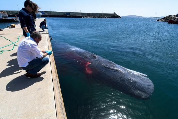 TELDE  13-03-19   TELDE. Localizan a una ballena cachalote hembra de nueve metros muerta flotando en la costa de Telde, la cual fue trasladada hasta el muelle de Taliarte a la espera de sus traslado al vertedero de Juana Grande donde le practicaran la necropsia. FOTOS: JUAN CASTRO