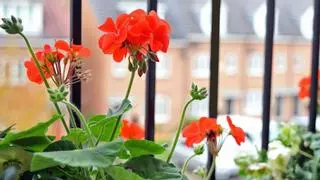 Geranios: la mejor planta para decorar y ahuyentar mosquitos este verano