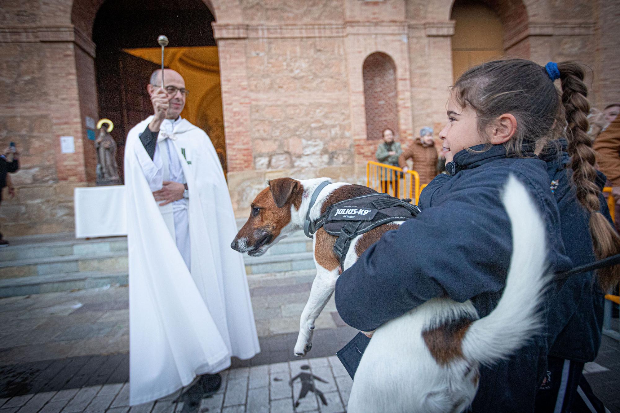 Bendición de San Antón en Torrevieja