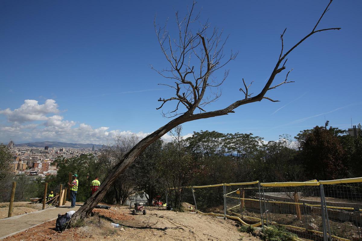 Reg d’urgència de 1.455 arbres a Barcelona per evitar que la sequera els mati Reg d’urgència de 1.455 arbres a Barcelona per evitar que la sequera els mati