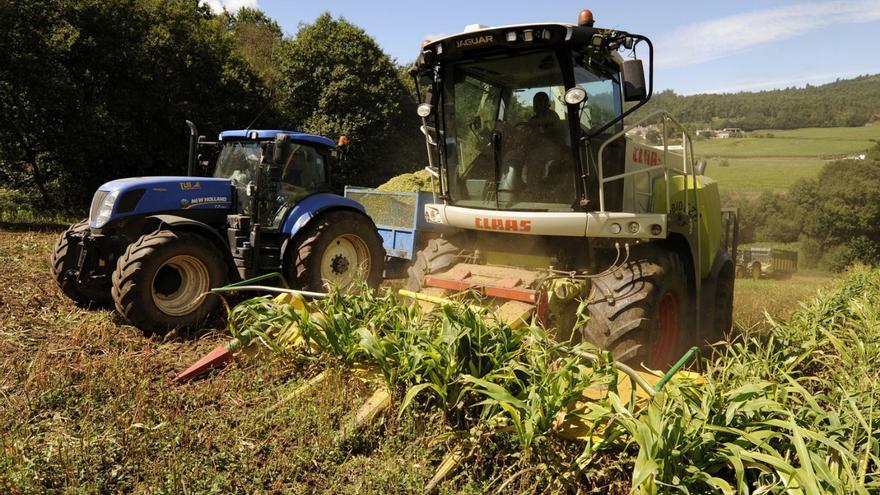 Trabajos de ensilado en una plantación de maíz de Galicia. |   // BERNABÉ/JAVIER LALÍN