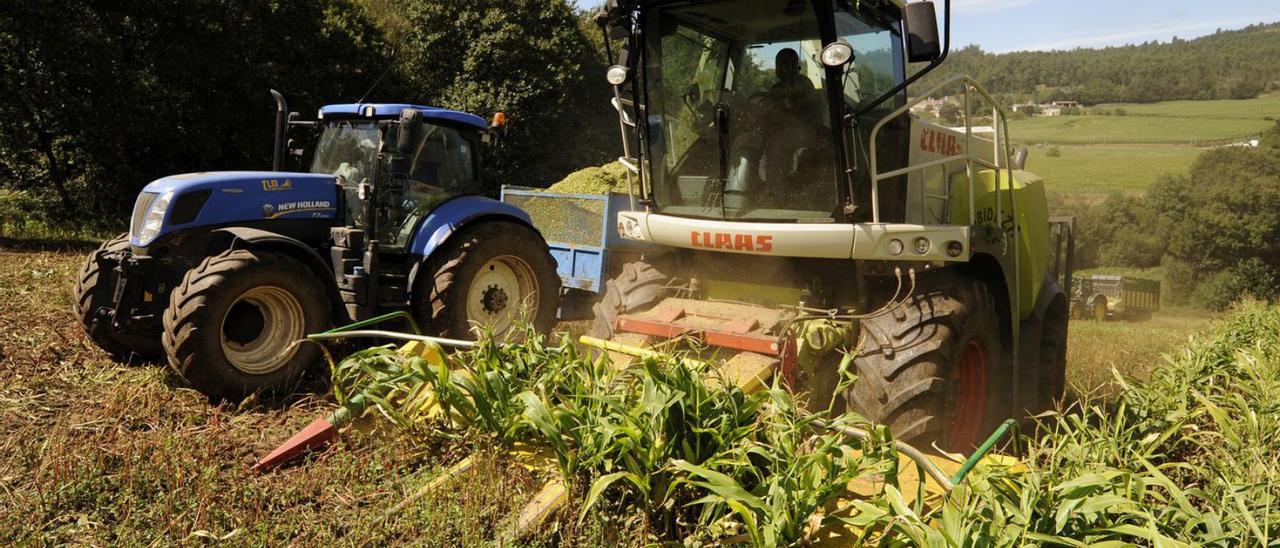 Trabajos de ensilado en una plantación de maíz de Galicia. |   // BERNABÉ/JAVIER LALÍN