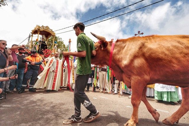 Feria de ganado y procesión por las Fiestas de San Benito en La Laguna, julio 2022