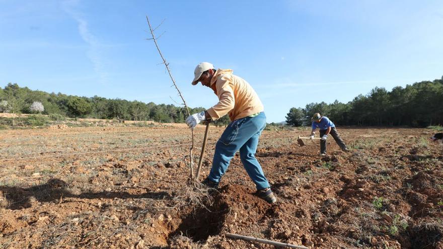 Plantación de almendros impulsada por la Apaeef en la finca ecológica de Can Secorrat. | VICENT MARÍ