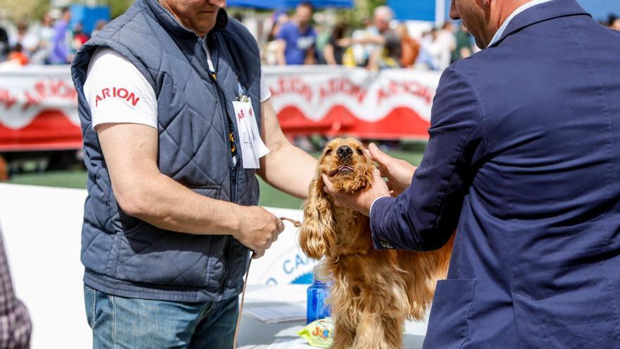 El VIII Concurso Nacional Canino de La Nucía pone en valor a los perros mestizos