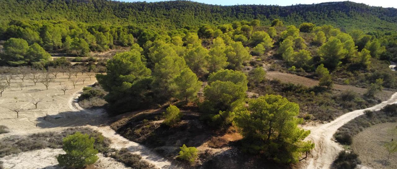 Imagen de las pinadas de Sierra Escalona entre Orihuela, San Miguel y Pilar de la Horadada.