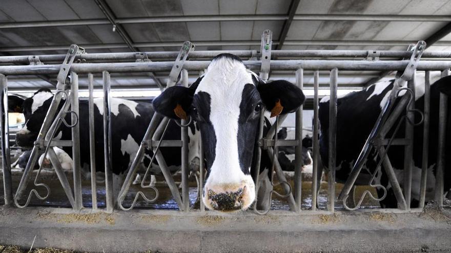 Vacas en una explotación