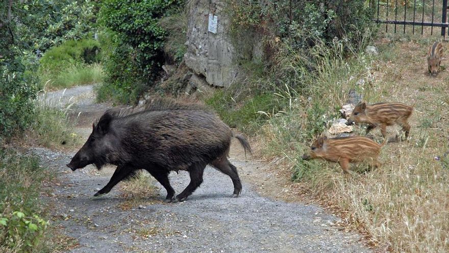 Alcalà reclama soluciones para paliar la sobrepoblación de jabalís y conejos.