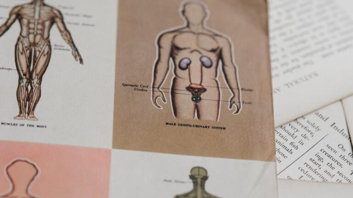 Cómo descubrir que la próstata se está haciendo grande y cómo aliviar los síntomas
