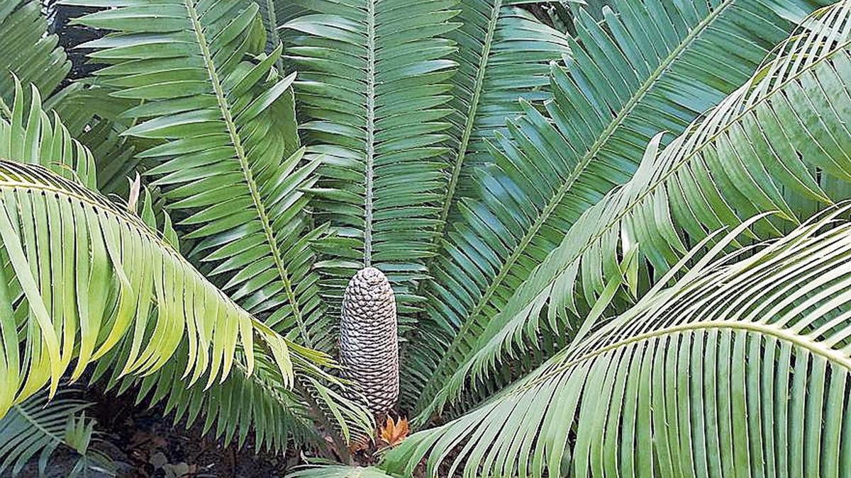 Dioon, la planta del mes de diciembre en el Botánico.