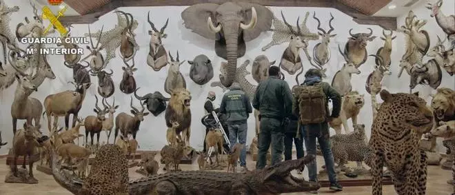La taxidermia, un polémico arte en peligro de extinción
