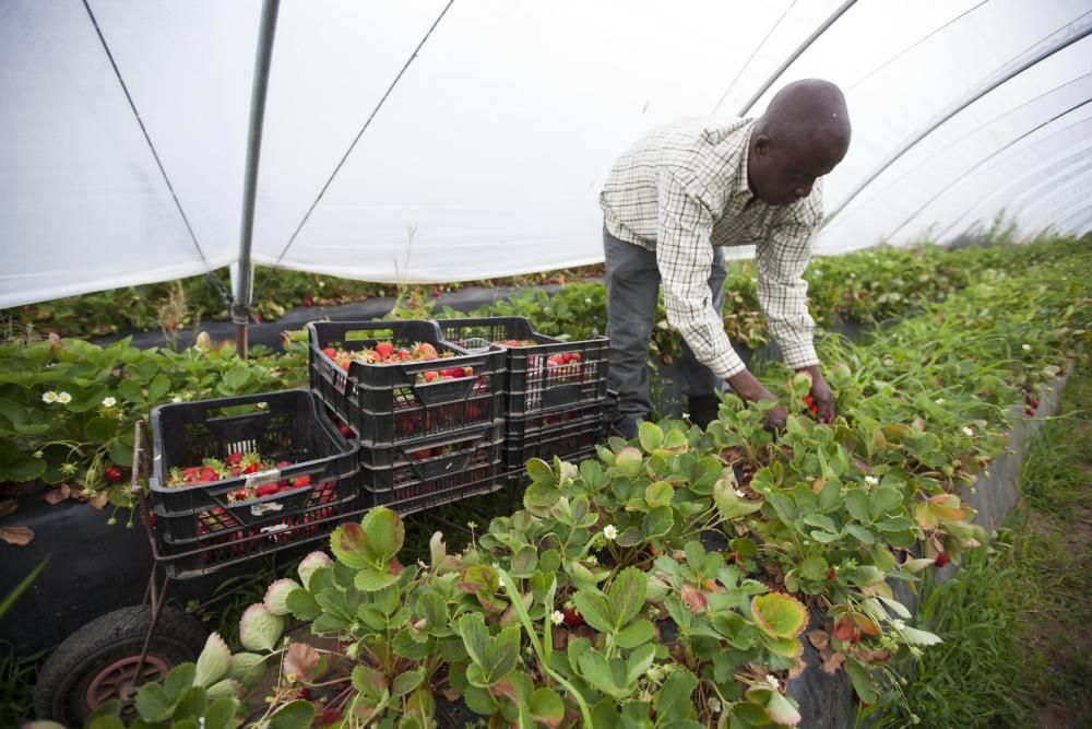 La explotación de fresas de Manuel Touceda // Bernabé / Cris M. V.