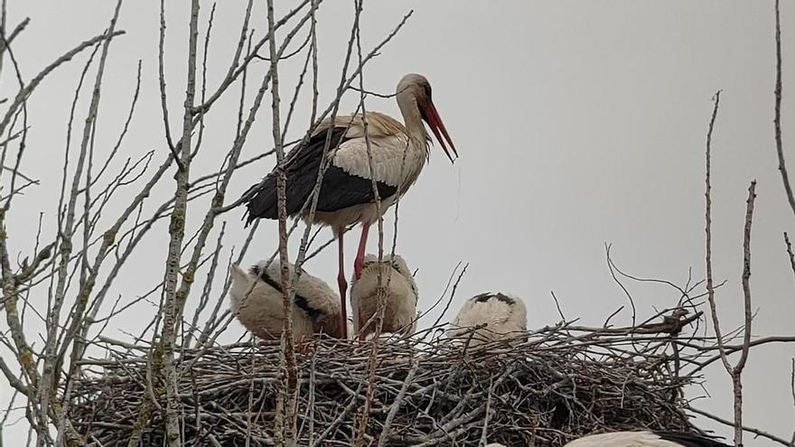 L'estany de Banyoles consolida la població de cigonya blanca amb un "rècord" de naixements i supervivència