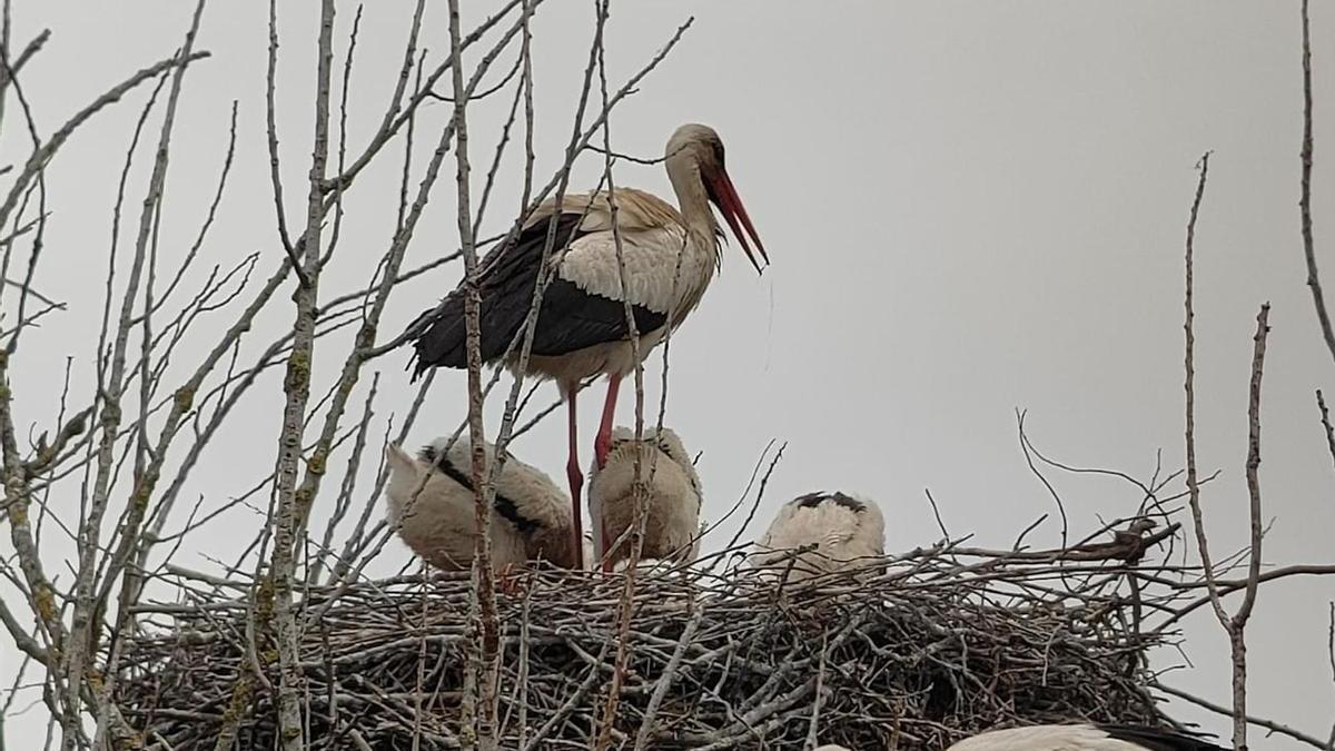 Un niu de cigonyes a l'estany