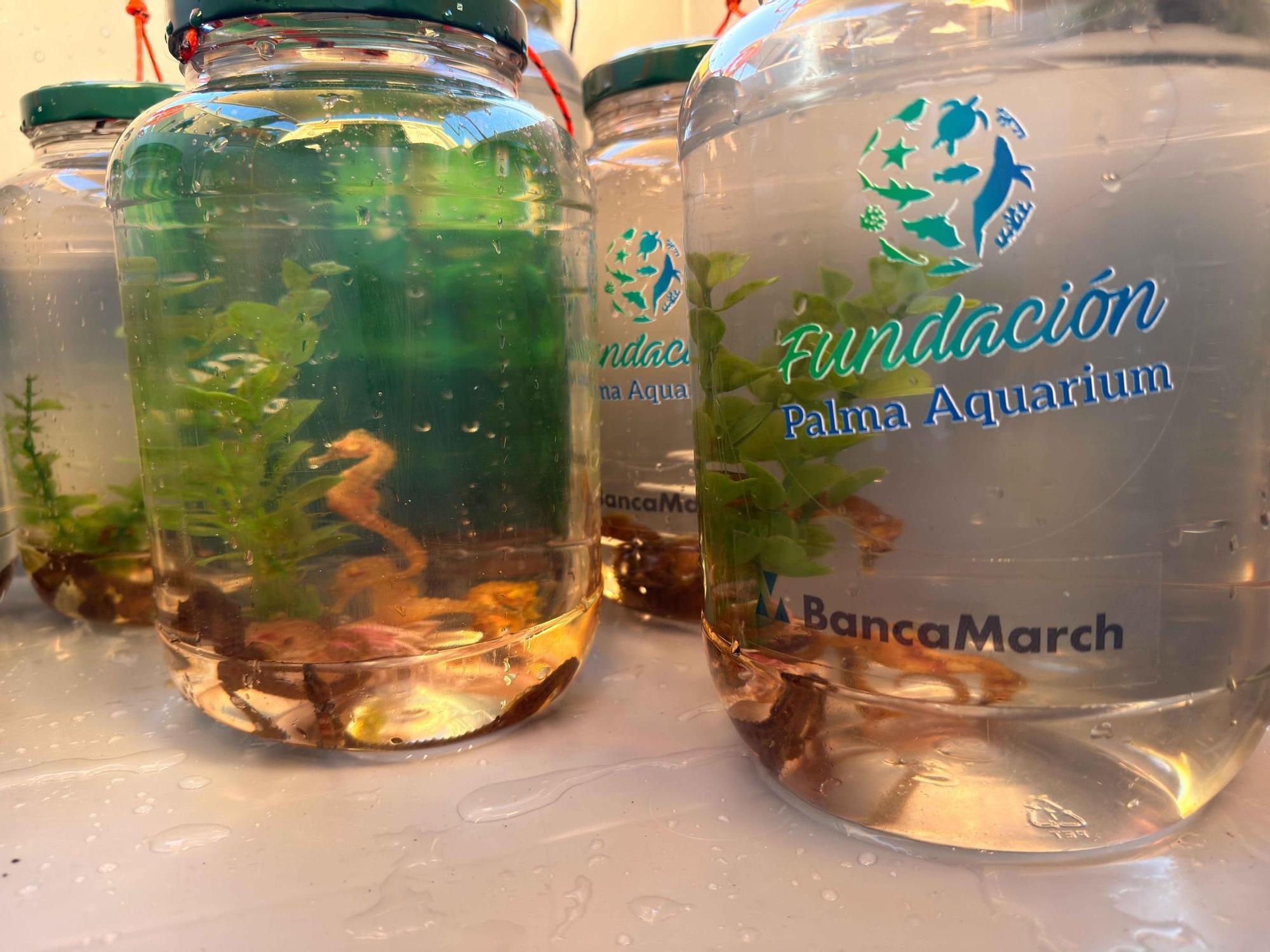 FOTOS | Así han liberado 70 cabaillotos de mar en Mallorca