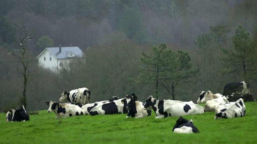 Rebaño de vacas en un prado.