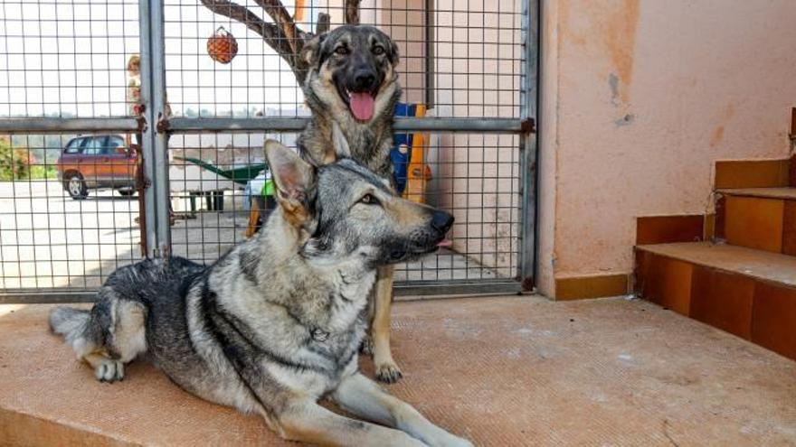 Dos perros lobo sacan de la cama a su dueña en Valencia y la salvan de un incendio