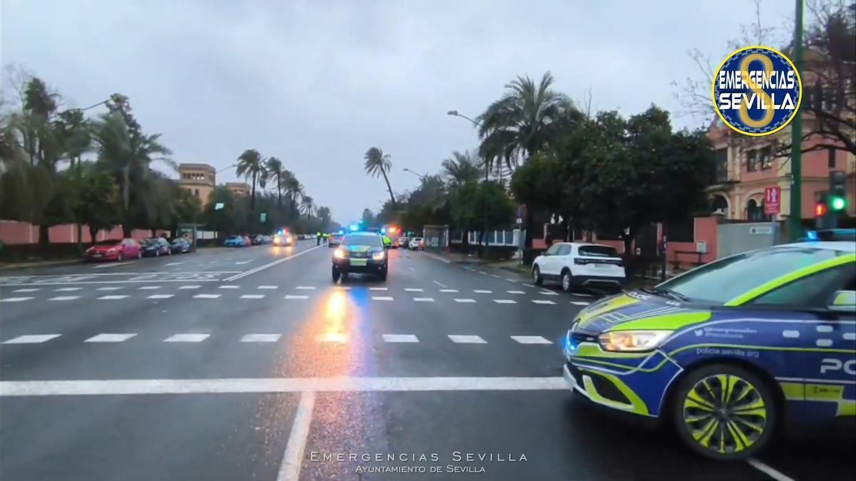 VÍDEO | Desbroce de una palmera en la Avenida de la Palmera en Sevilla