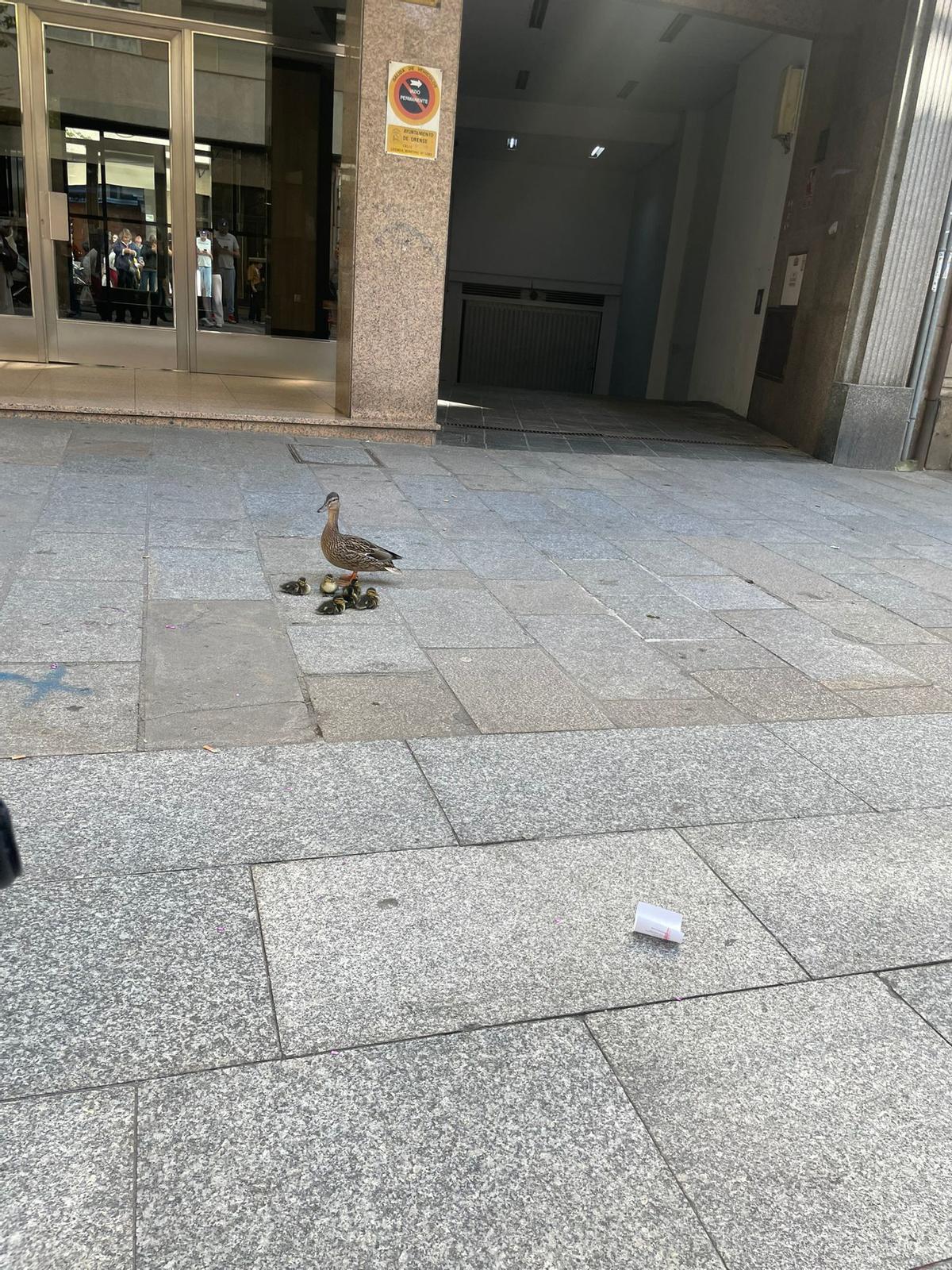 Los patitos y la madre, en plena calle del Paseo, este martes.