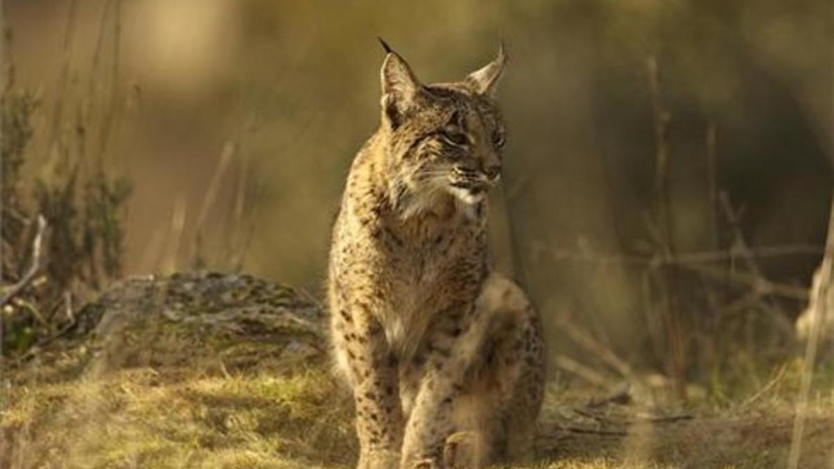 Imagen de un lince ibérico.