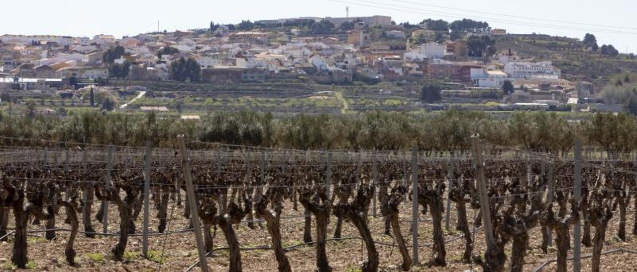 Viñedos en la Font de la Figuera, en una imagen de archivo. | PERALES IBORRA