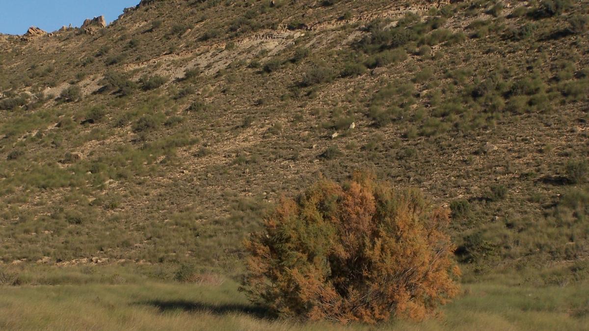 AHSA alega contra dos plantas fotovoltaicas en el entorno del Saladar de Fontcalent.