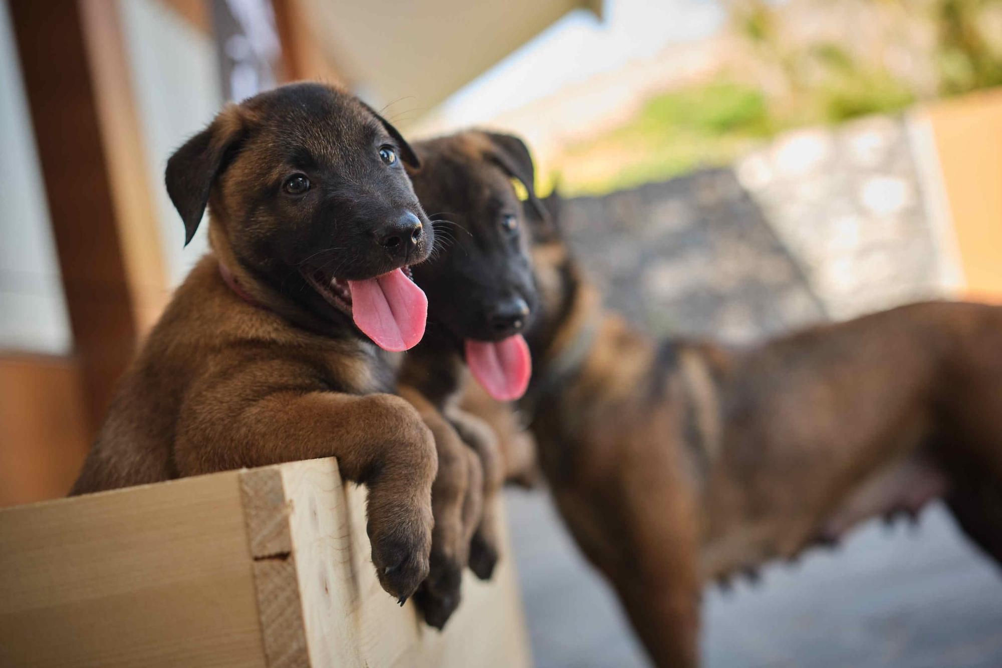 Estos son los nuevos cachorros de la Unidad Canina de la Policía Local de Santa Cruz