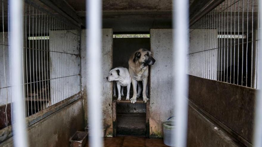 Una veintena de perros del albergue ya han encontrado un hogar - La Nueva  España